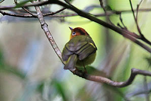 Chestnut-Hooded Laughing-Thrush